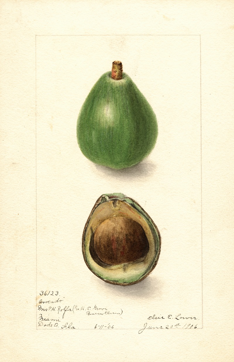 Elsie E. Lower - Persea: Avocado Seedling