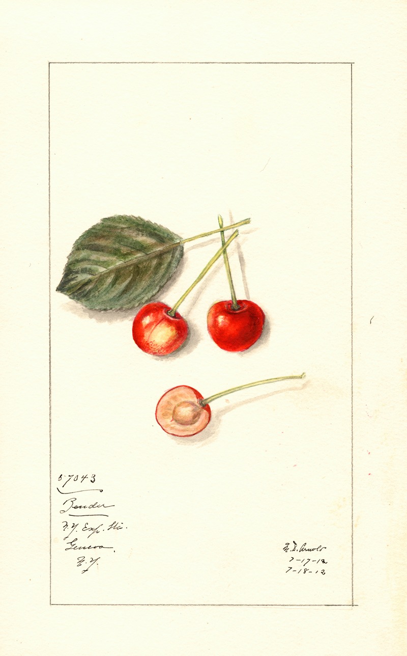 Mary Daisy Arnold - Prunus avium: Bender
