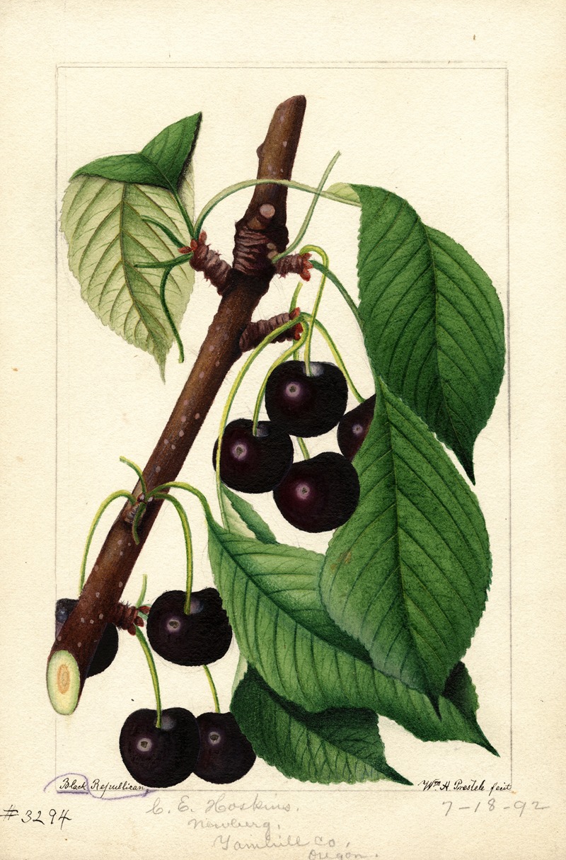 William Henry Prestele - Prunus avium: Black Republican