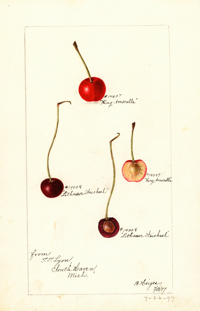 Bertha Heiges - Prunus avium