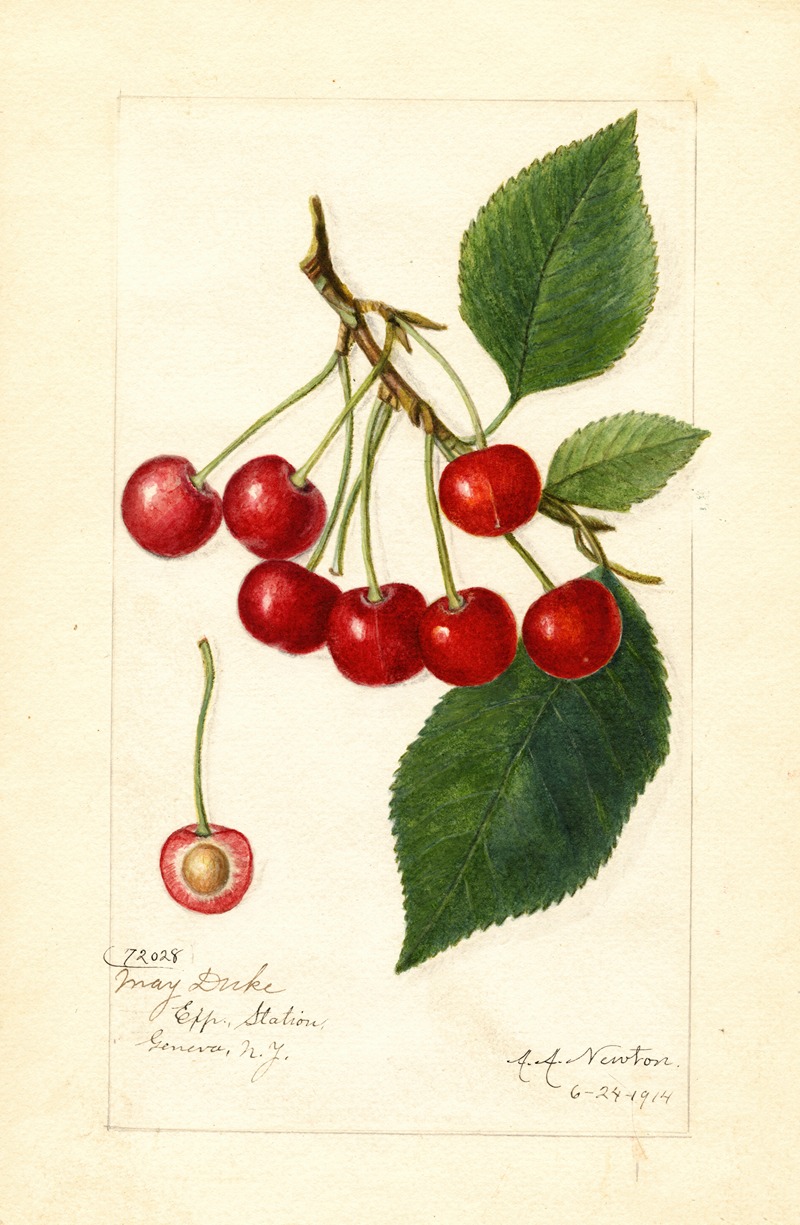 Amanda Almira Newton - Prunus avium: May Duke