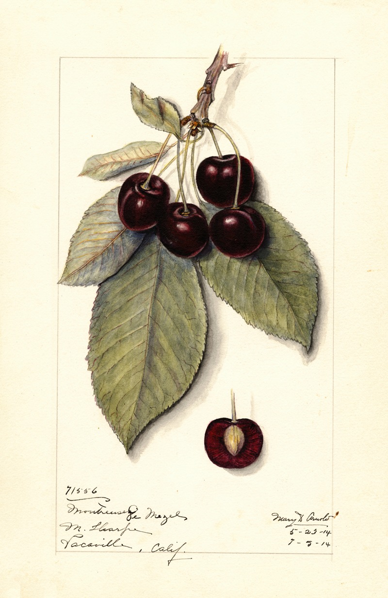 Mary Daisy Arnold - Prunus avium: Montmorency de Mezel