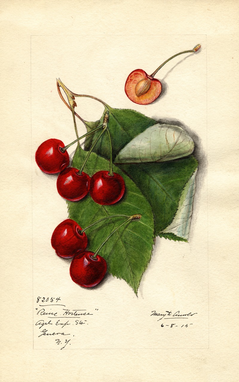 Mary Daisy Arnold - Prunus avium: Reine Hortense