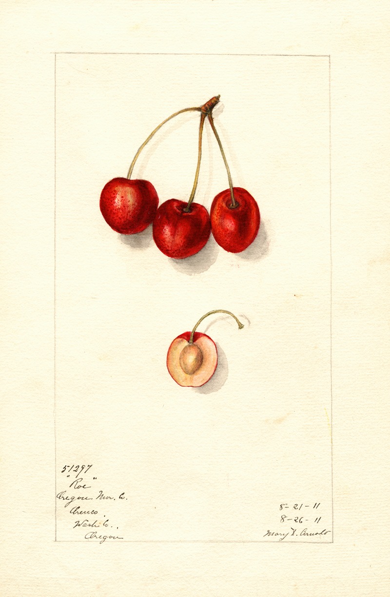 Mary Daisy Arnold - Prunus avium: Roe