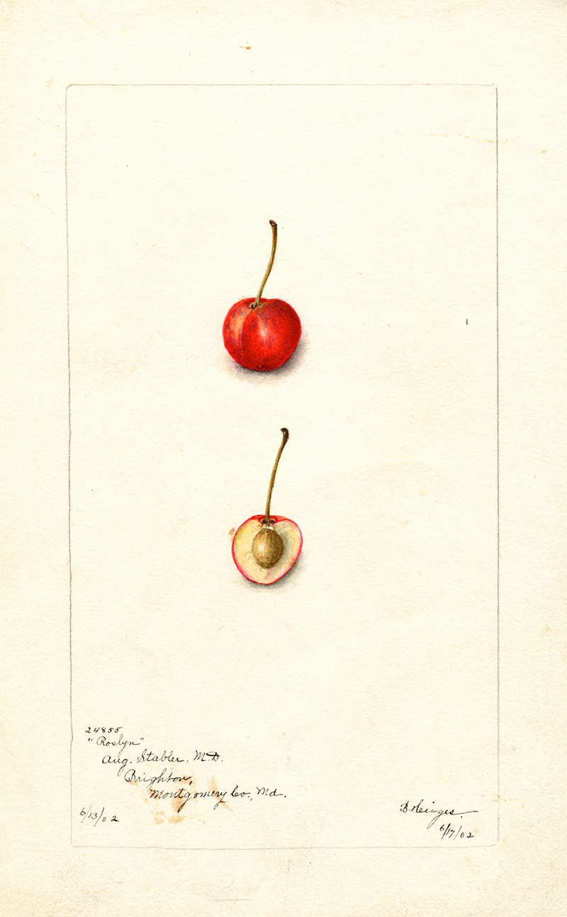 Bertha Heiges - Prunus avium: Roslyn