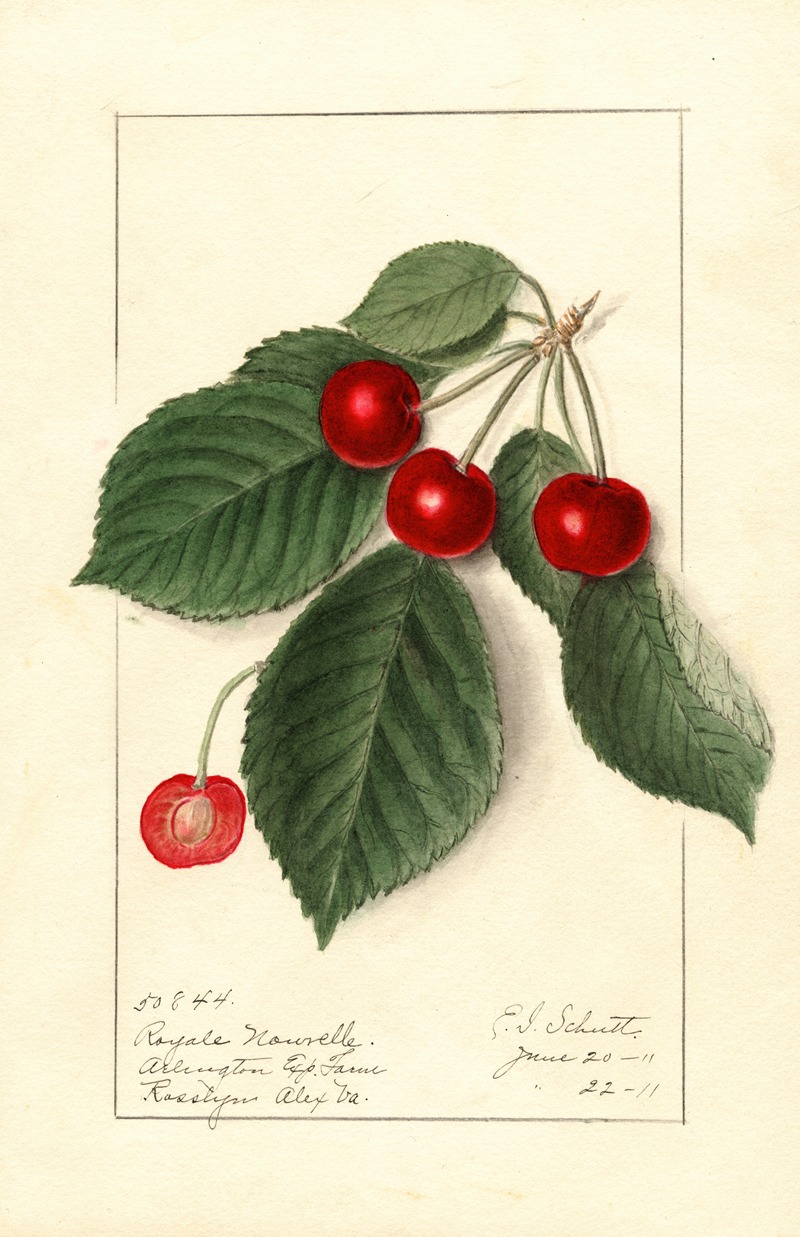 Ellen Isham Schutt - Prunus avium: Royal Novelle