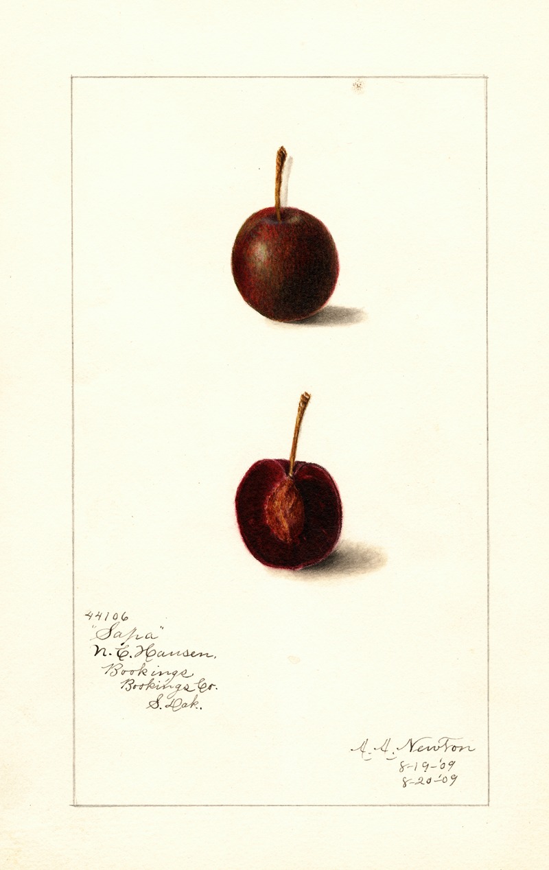 Amanda Almira Newton - Prunus avium: Safra