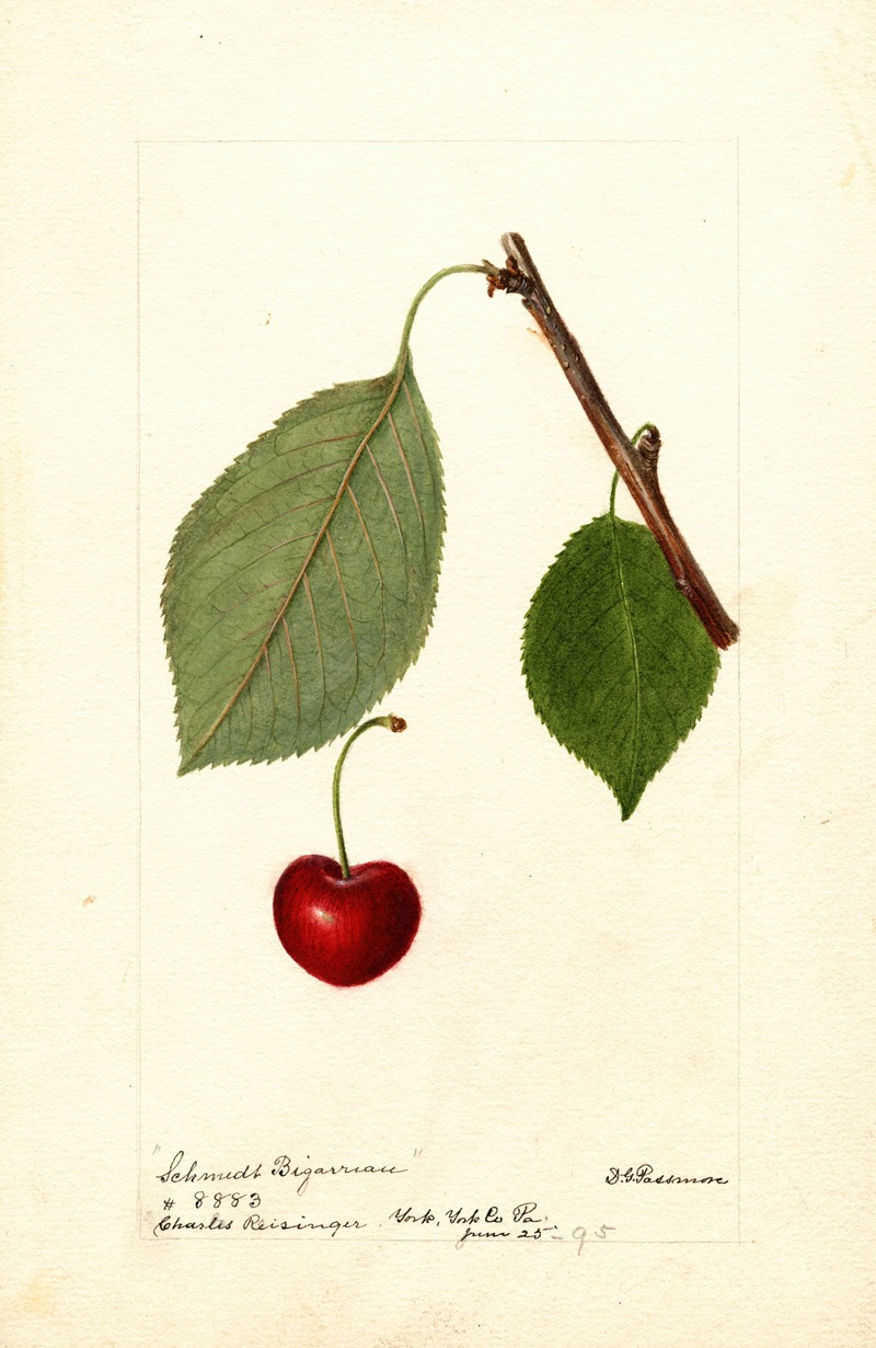 Deborah Griscom Passmore - Prunus avium: Schmidt Bigarreau