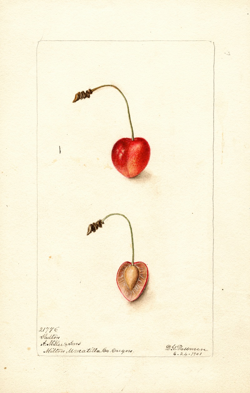 Deborah Griscom Passmore - Prunus avium: Shelton