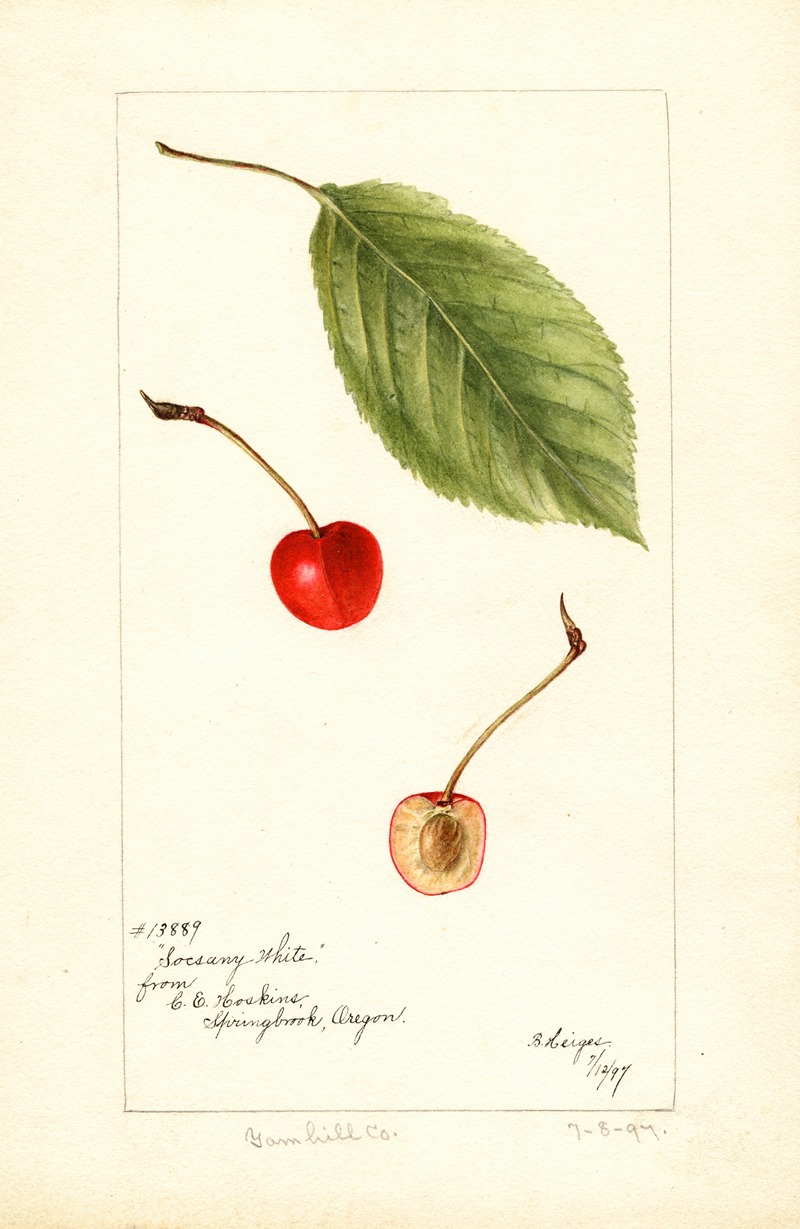 Bertha Heiges - Prunus avium: Socsany White