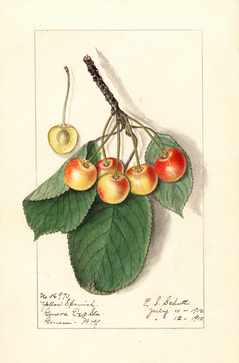 Ellen Isham Schutt - Prunus avium: Yellow Spanish