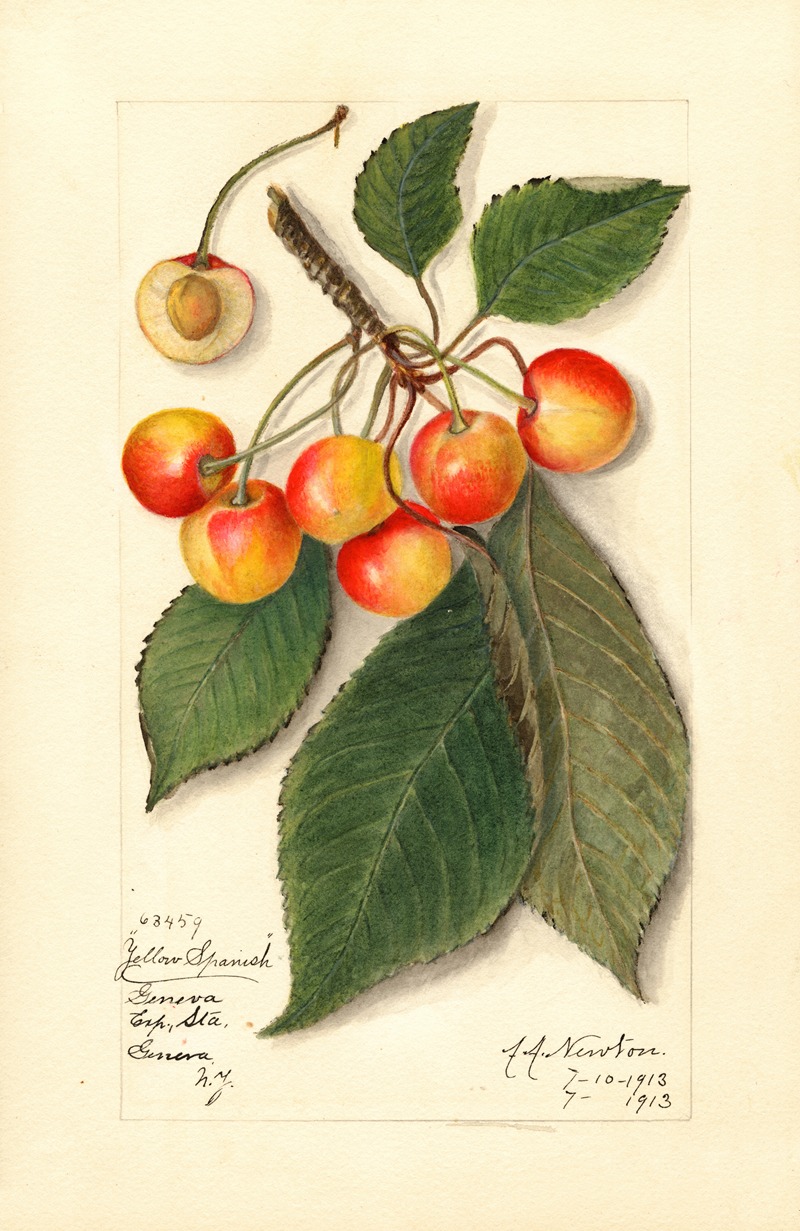 Amanda Almira Newton - Prunus avium: Yellow Spanish