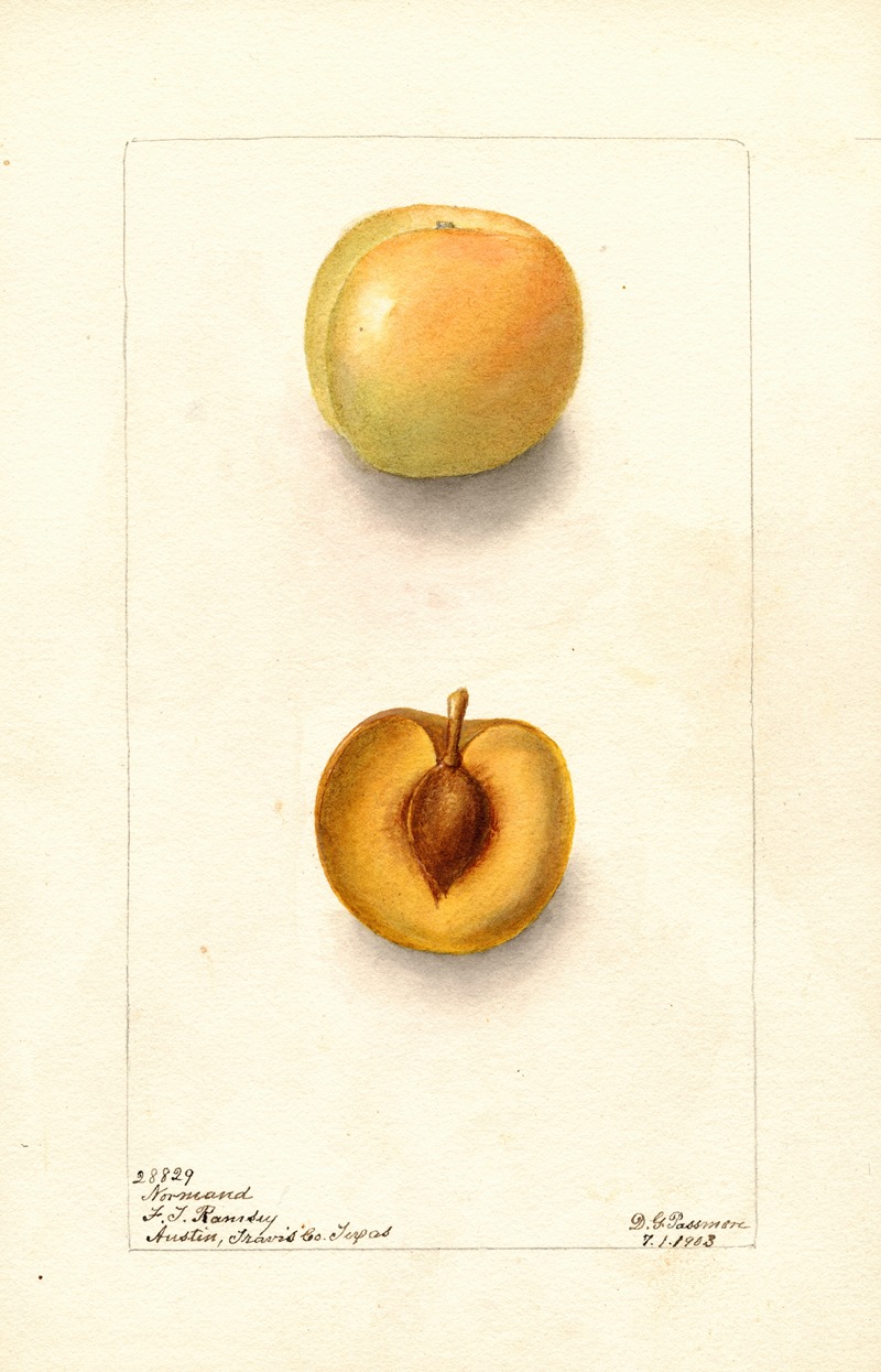 Deborah Griscom Passmore - Prunus domestica: Normand