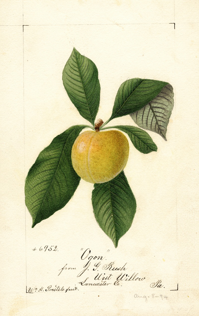 William Henry Prestele - Prunus domestica: Ogon