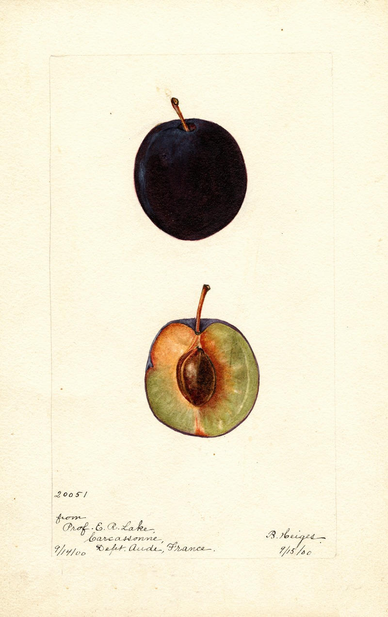 Bertha Heiges - Prunus domestica: Coeur de Boeuf