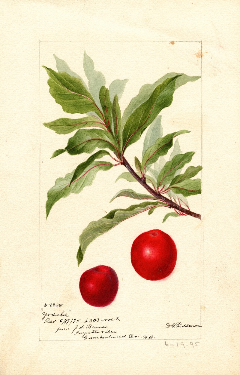 Deborah Griscom Passmore - Prunus domestica: Yosobe