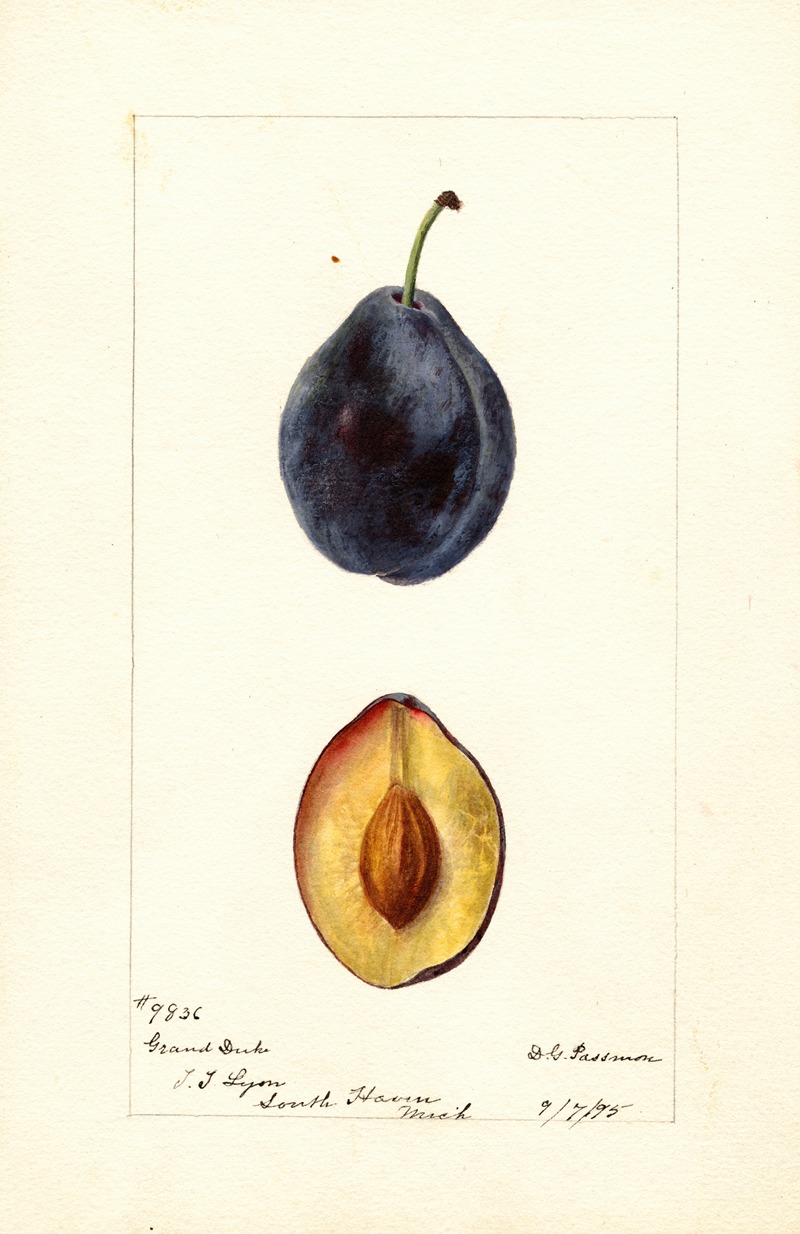 Deborah Griscom Passmore - Prunus domestica: Grand Duke