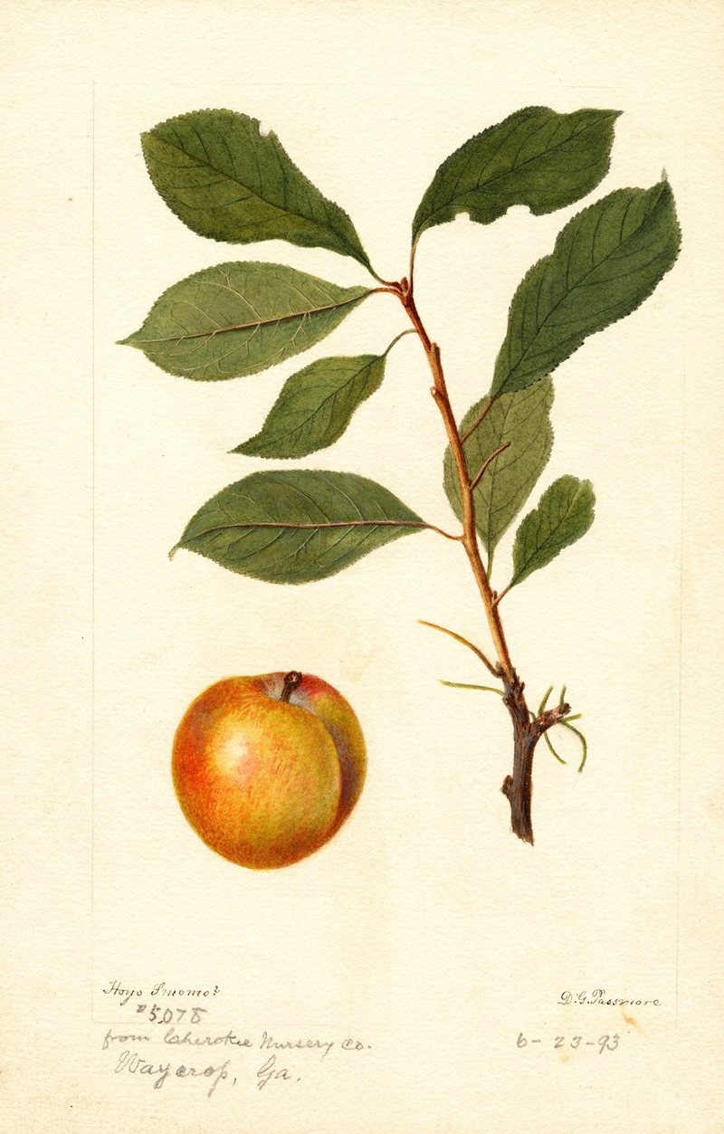 Deborah Griscom Passmore - Prunus domestica