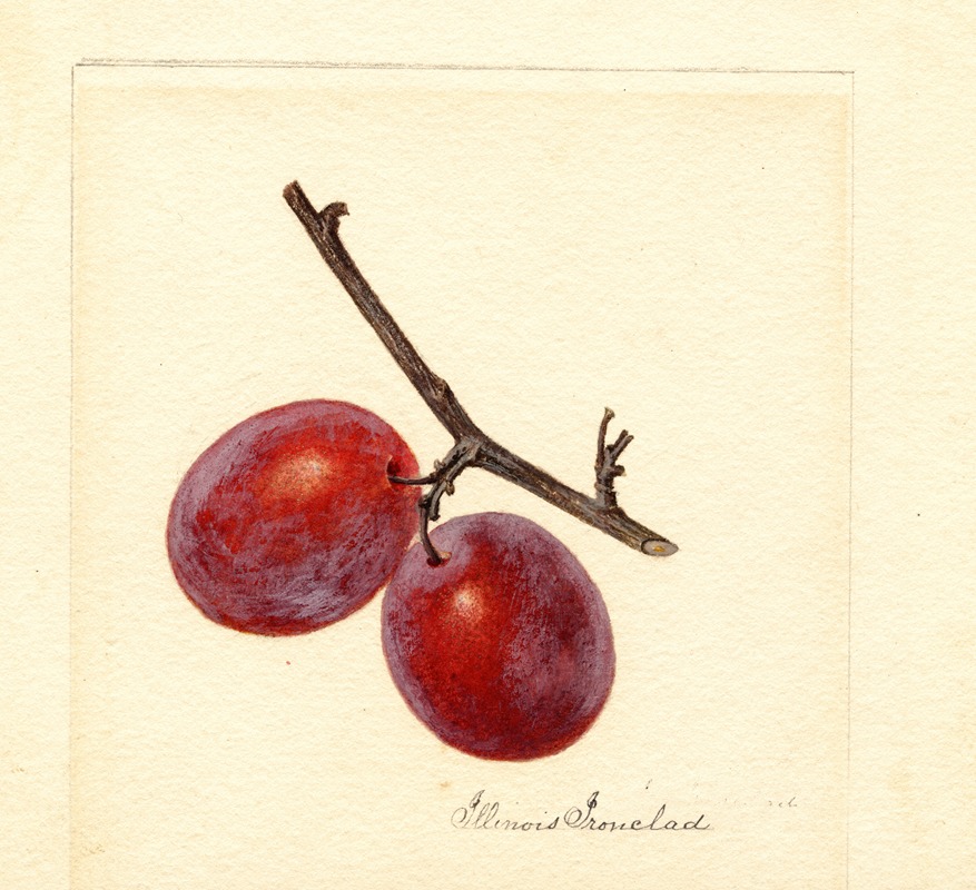 Anonymous - Prunus domestica: Illinois Ironclad