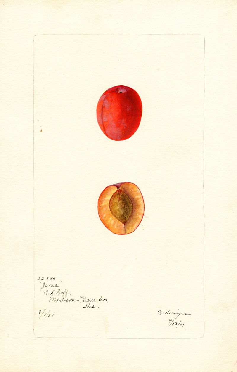 Bertha Heiges - Prunus domestica: Jones