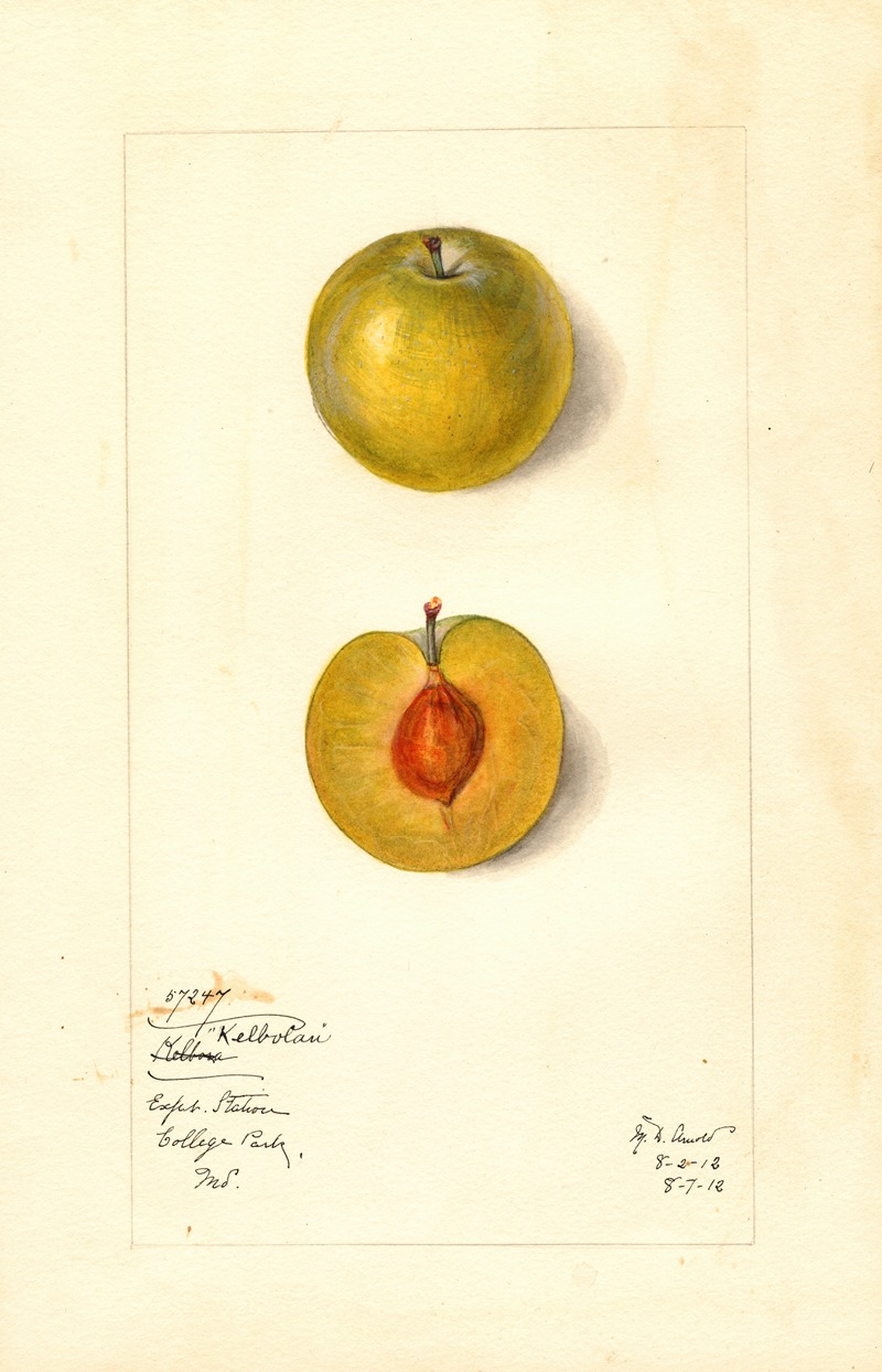 Mary Daisy Arnold - Prunus domestica: Kelbolan