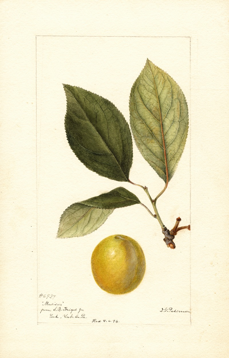 Deborah Griscom Passmore - Prunus domestica: Madison