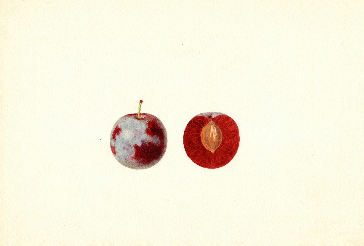 James Marion Shull - Prunus domestica