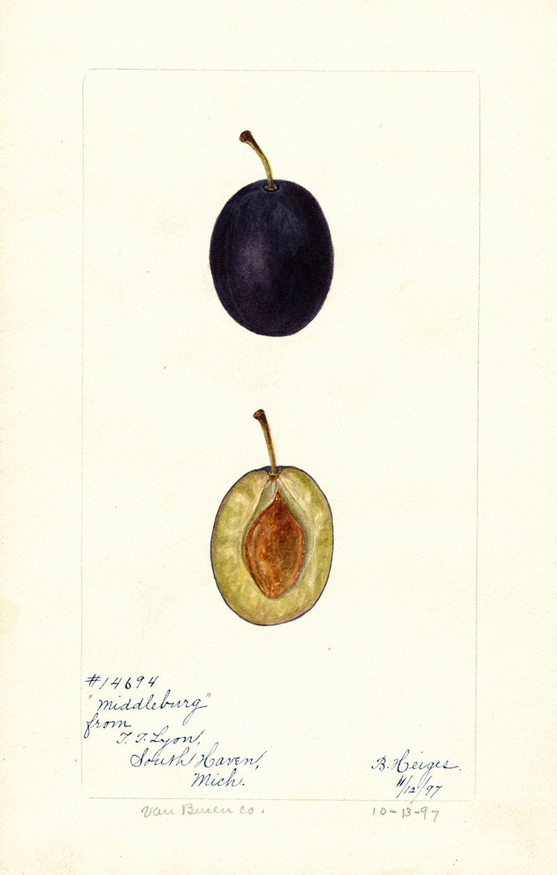 Bertha Heiges - Prunus domestica: Middleburg