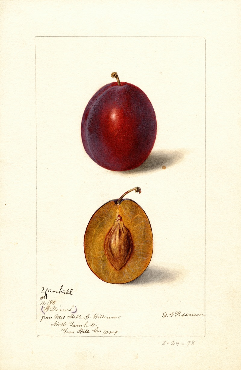 Deborah Griscom Passmore - Prunus domestica: Yamhill