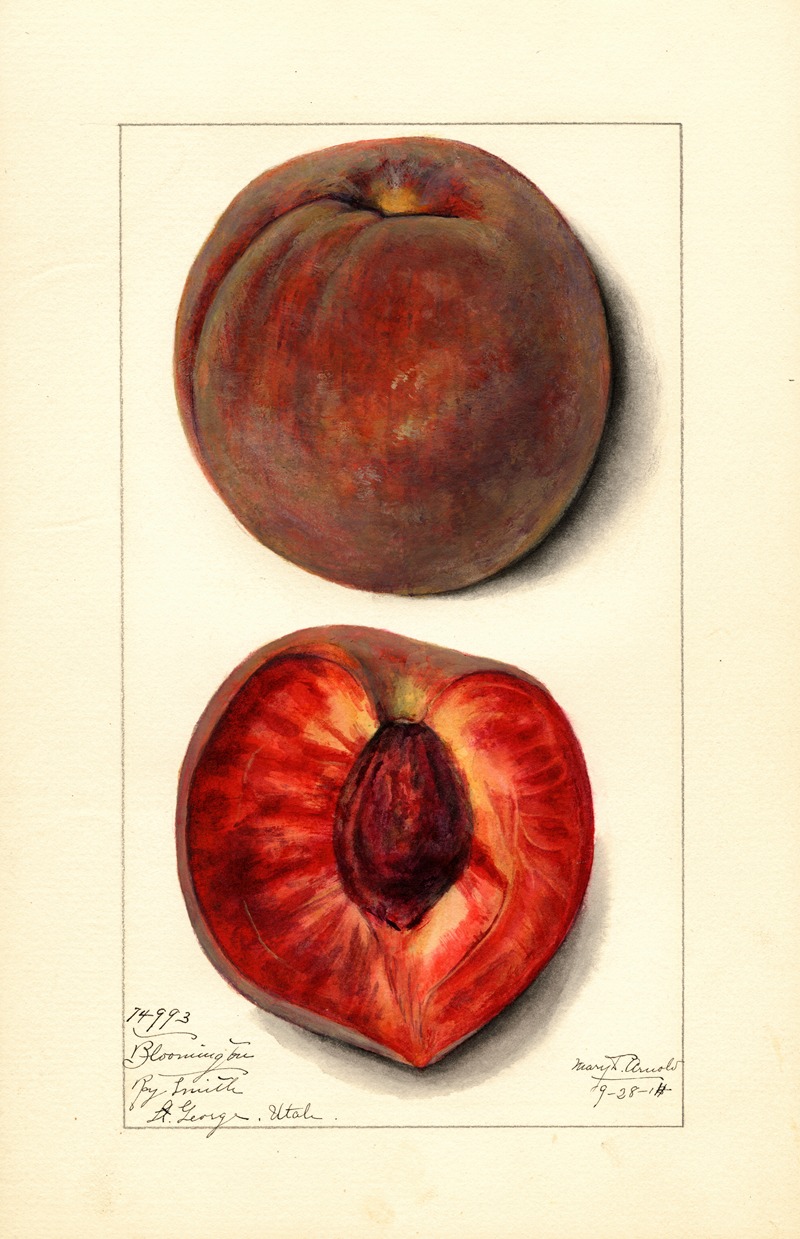 Mary Daisy Arnold - Prunus persica: Bloomington