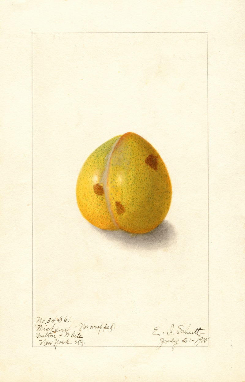 Ellen Isham Schutt - Prunus domestica: Wickson