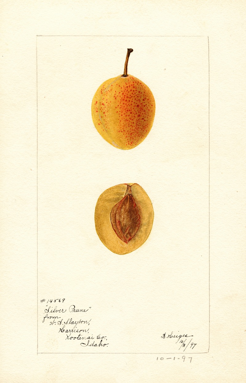 Bertha Heiges - Prunus domestica: Silver Prune