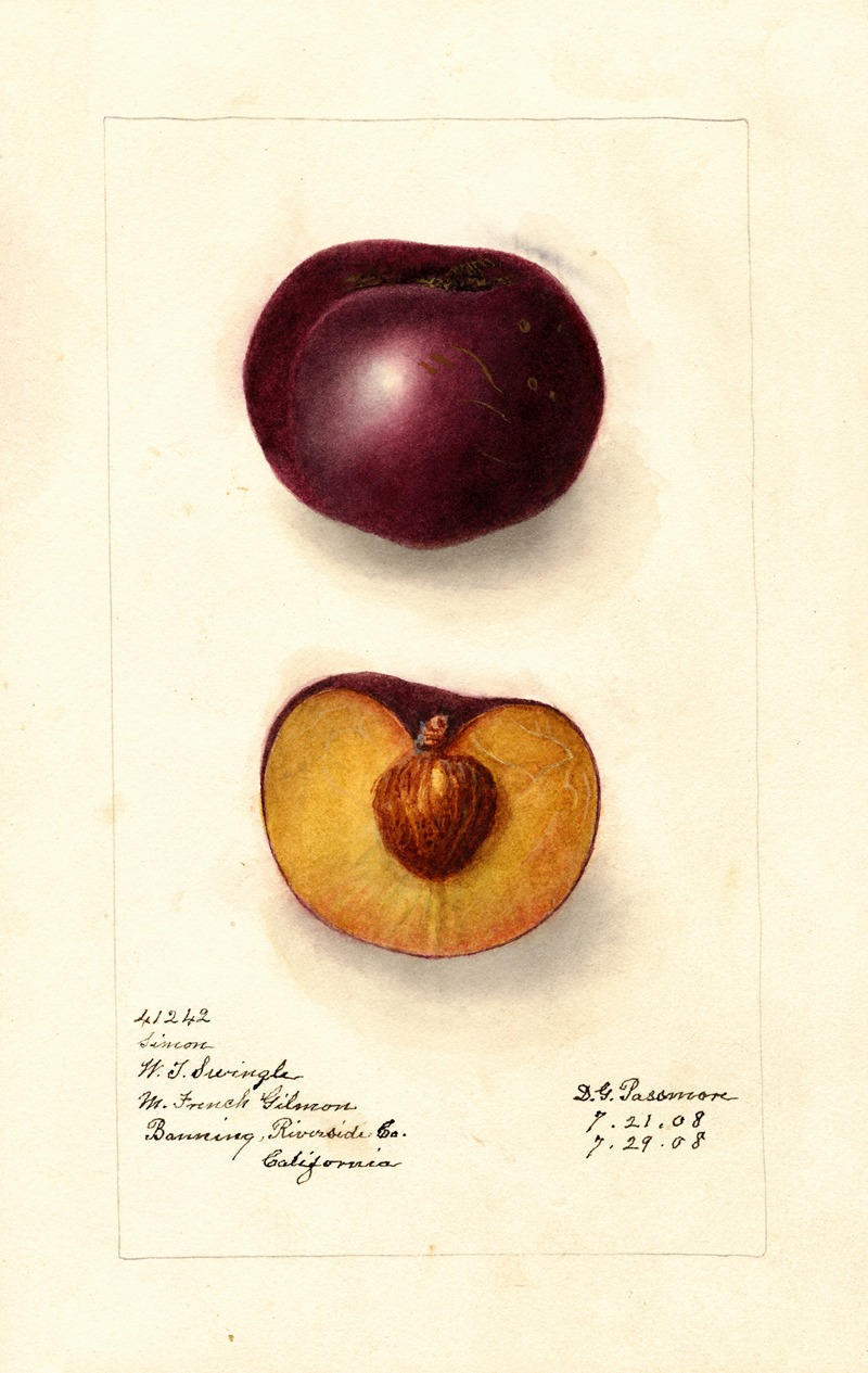 Deborah Griscom Passmore - Prunus domestica: Simon