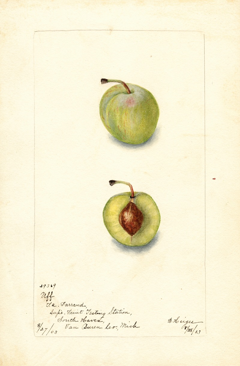 Bertha Heiges - Prunus domestica: Uff