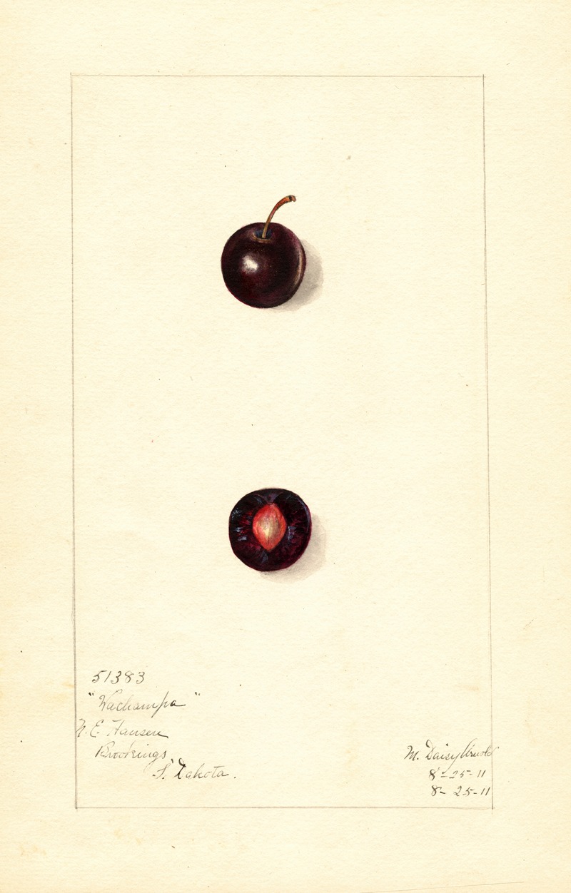 Mary Daisy Arnold - Prunus domestica: Wachampa