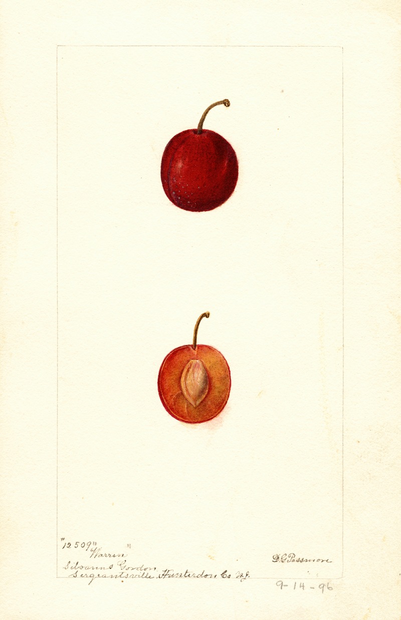 Deborah Griscom Passmore - Prunus domestica: Warren