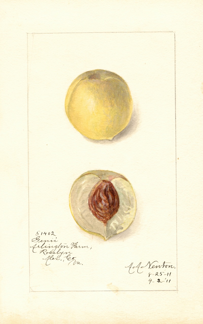 Amanda Almira Newton - Prunus persica: Genii