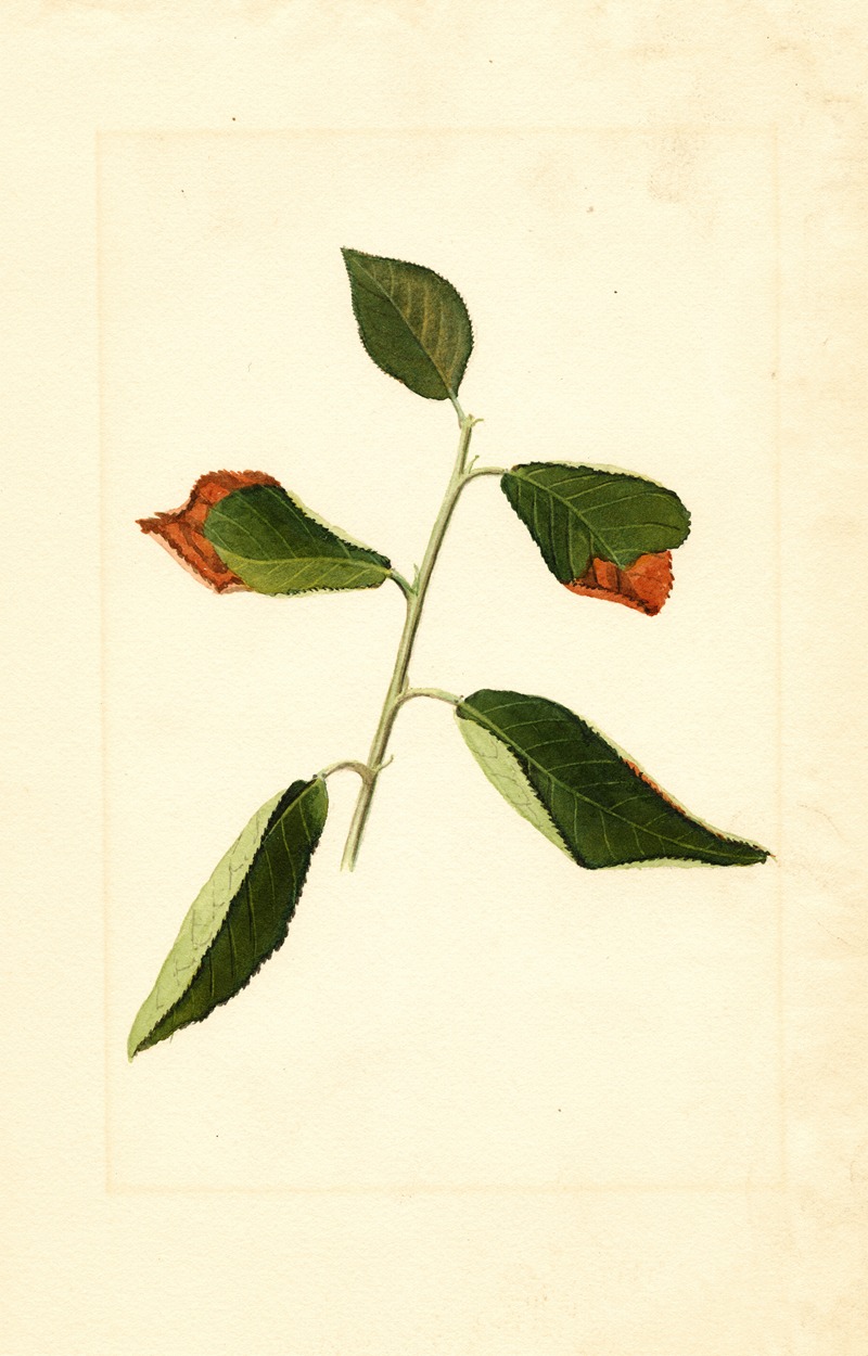 James Marion Shull - Prunus domestica