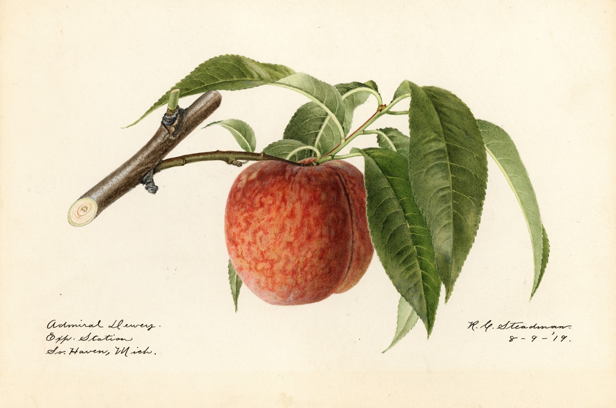 Royal Charles Steadman - Prunus persica: Admiral Dewey