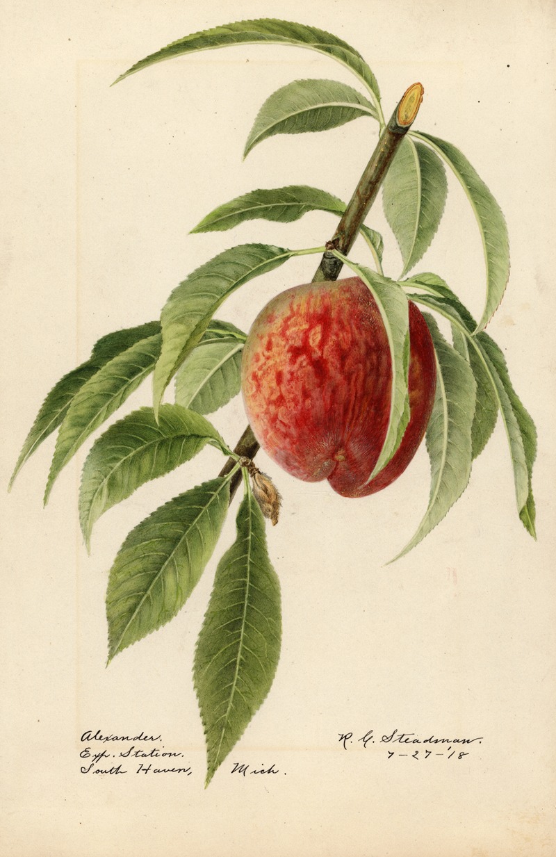 Royal Charles Steadman - Prunus persica: Alexander