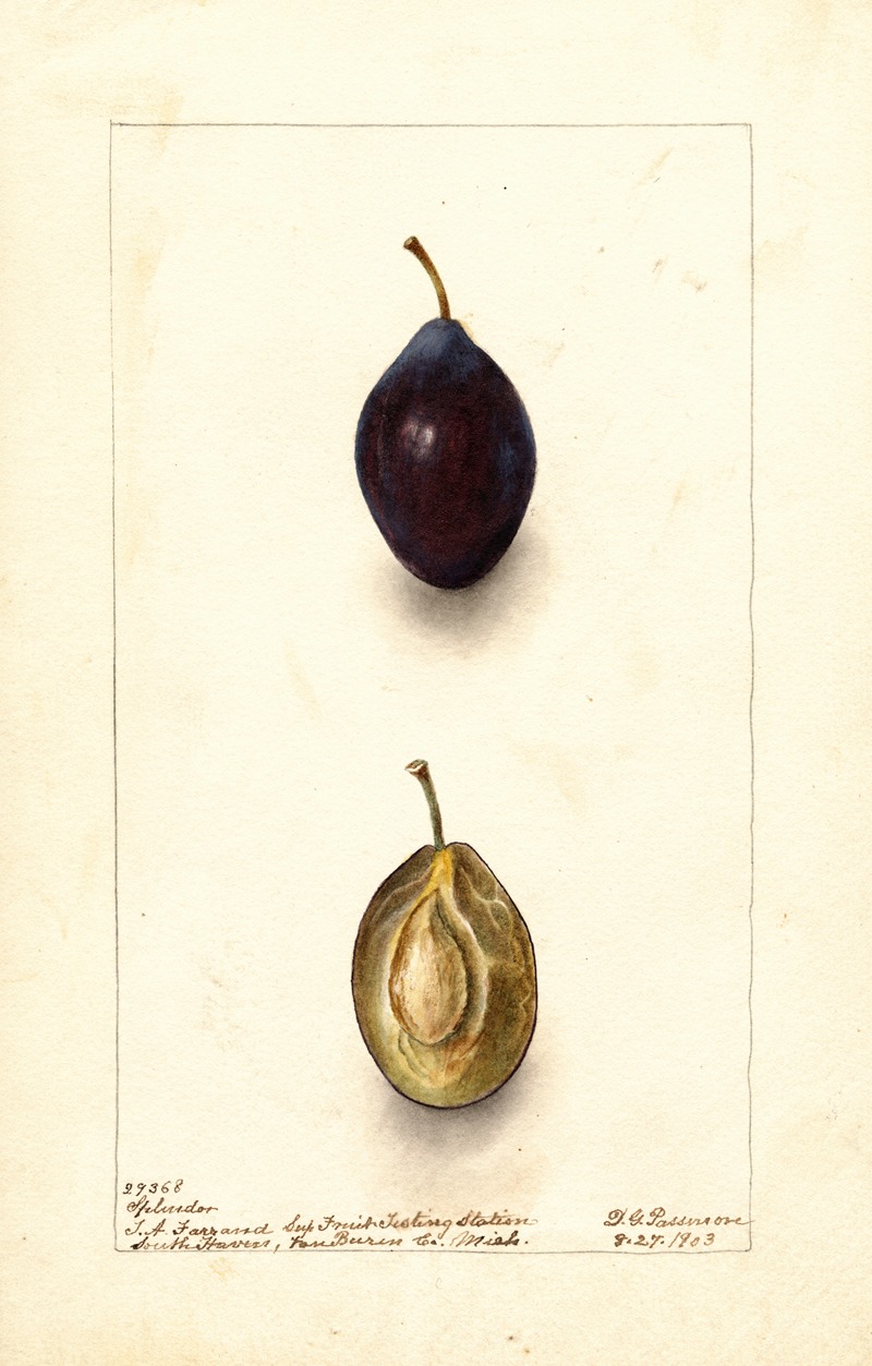 Deborah Griscom Passmore - Prunus domestica: Splendor
