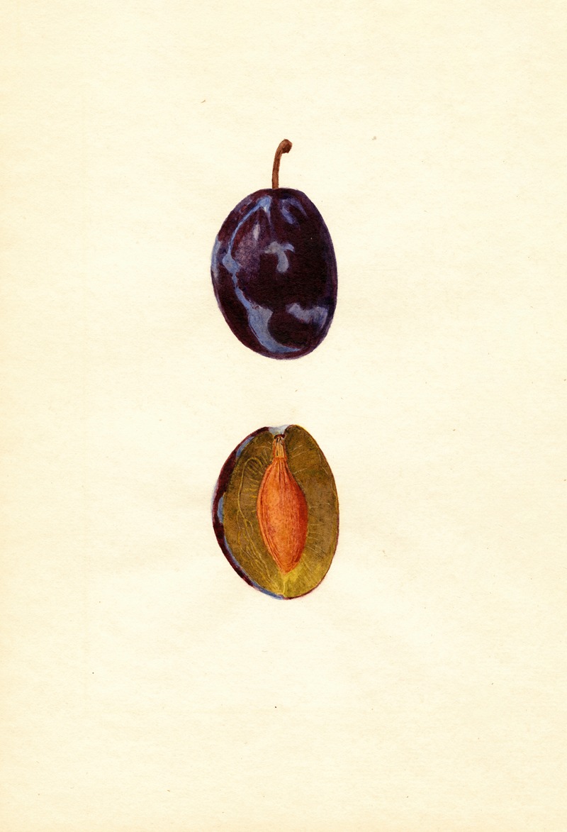 Anonymous - Prunus domestica: Stanley