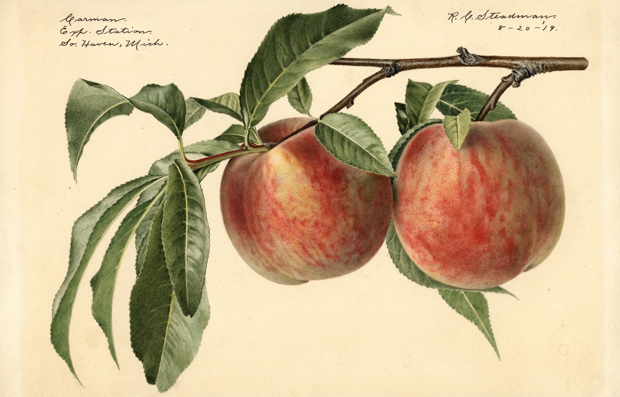 Royal Charles Steadman - Prunus persica: Carman