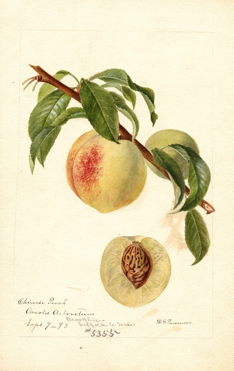 Deborah Griscom Passmore - Prunus persica: Chinese