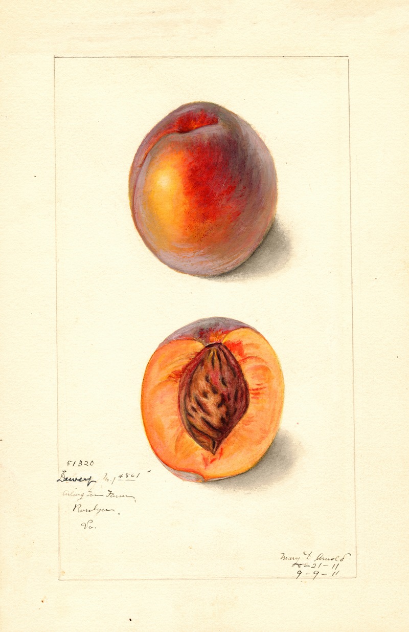Mary Daisy Arnold - Prunus persica: Dewey