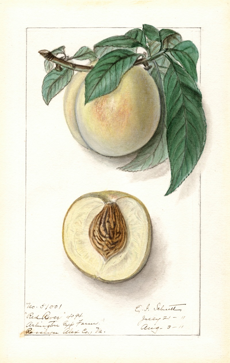 Ellen Isham Schutt - Prunus persica: Red River