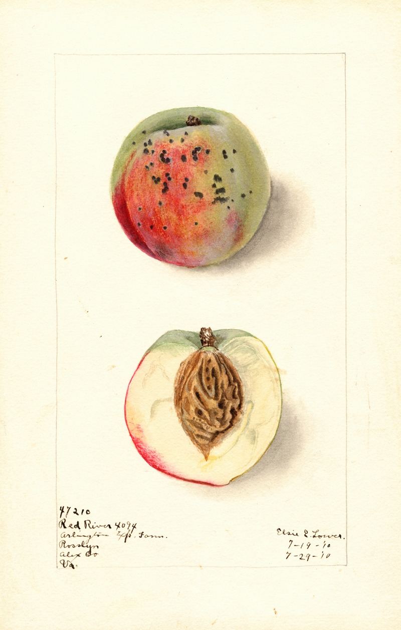 Elsie E. Lower - Prunus persica: Red River