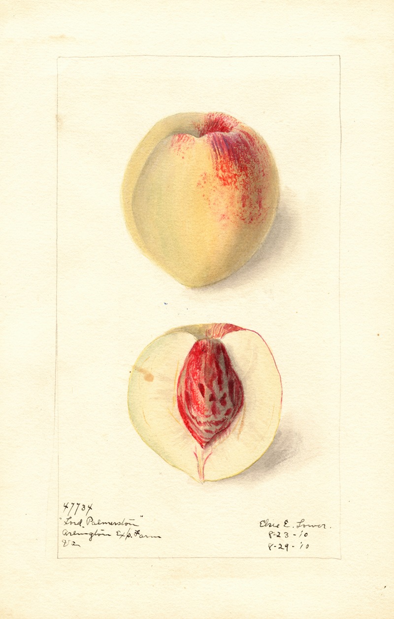 Elsie E. Lower - Prunus persica: Lord Palmerston