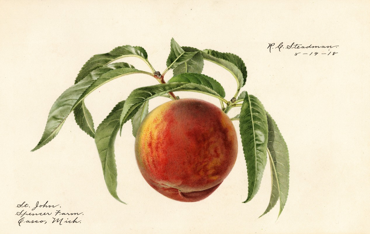 Royal Charles Steadman - Prunus persica: St