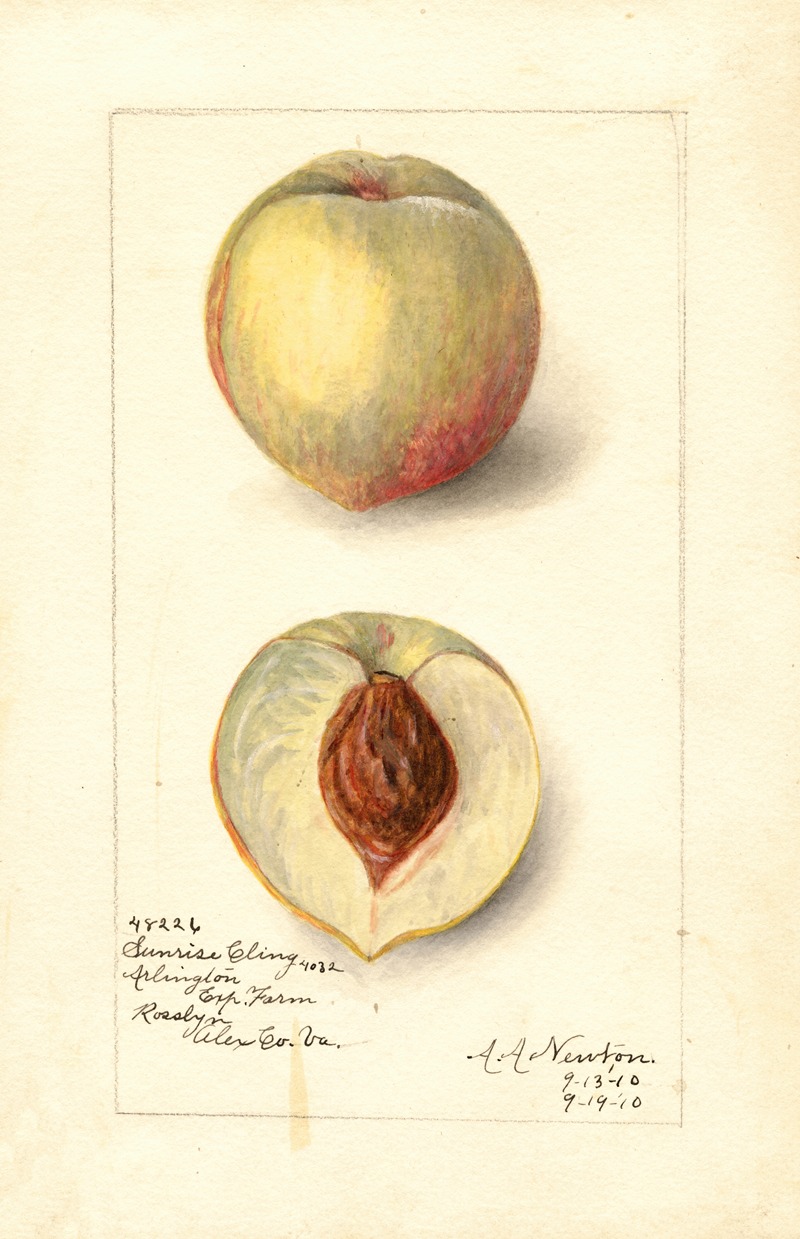 Amanda Almira Newton - Prunus persica: Sunrise Cling